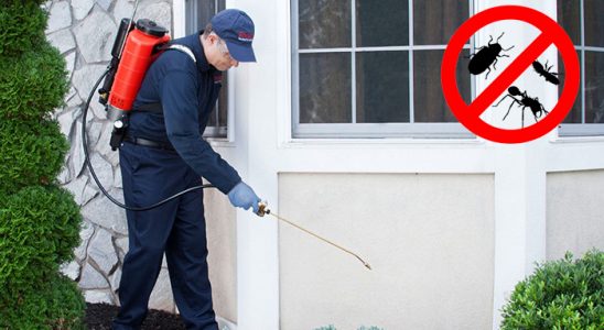 Keşap Pire İlaçlama böcek ilaçlama ve haşere kontrolü — ilaclama-tr.com